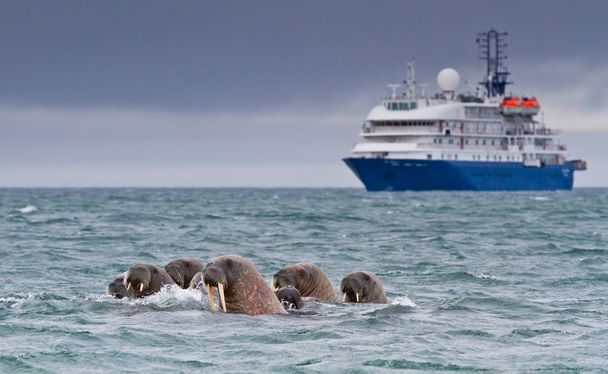 Walruses in the arctic water  - Photo, Image