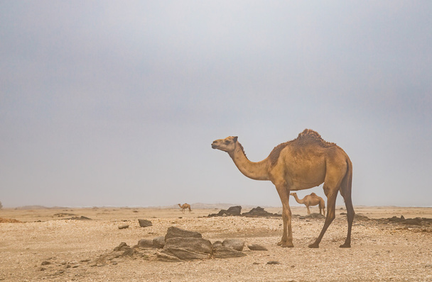 chameaux dans un désert à Salalah
 - Photo, image