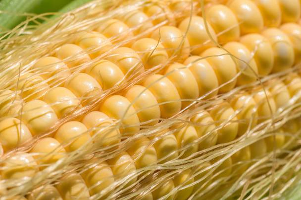Grains of ripe fresh organic corn of the new harvest gathered in ecologically clean area of the country, close, background - Photo, image
