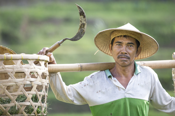 agricultor de arroz em um campo em Bali
 - Foto, Imagem