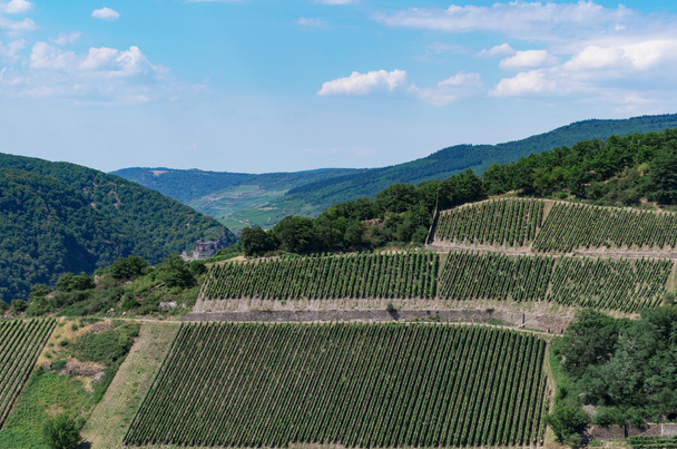 wiejski krajobraz z winnic - Zdjęcie, obraz