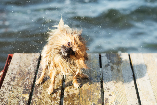 cão pomeranian sacudindo água
. - Foto, Imagem