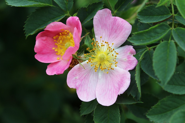 Detalhe da flor de arbusto rosa selvagem
 - Foto, Imagem