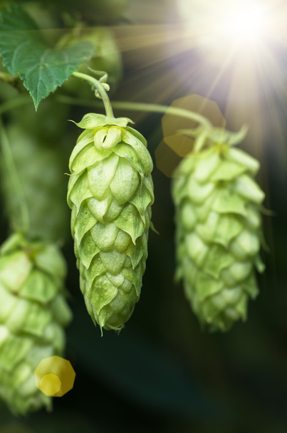 Growing on a branch of hop cones - Photo, Image