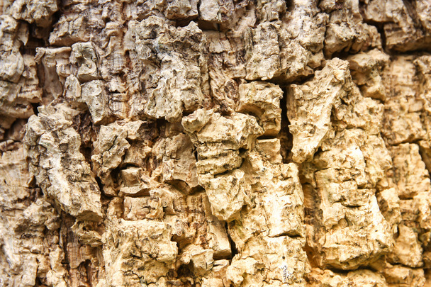 Cluse up of Indian cork tree  - Photo, Image