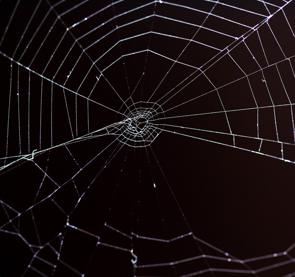 Spider web iage - Zdjęcie, obraz