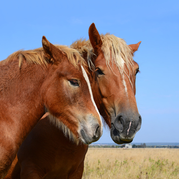 Foal with a mare on a summer pasture - Photo, Image