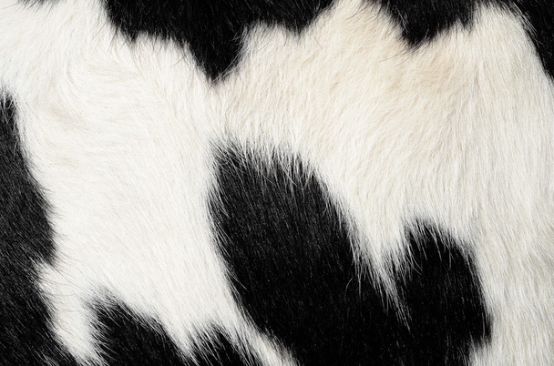 egy töredéke a bőr egy tehén közelről egy háttér fénykép - Fotó, kép