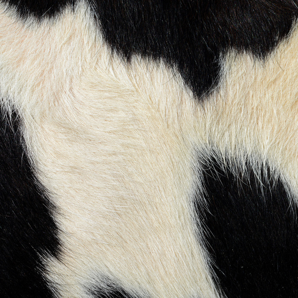 Taustakuvassa lähikuva lehmän nahan palasta
 - Valokuva, kuva