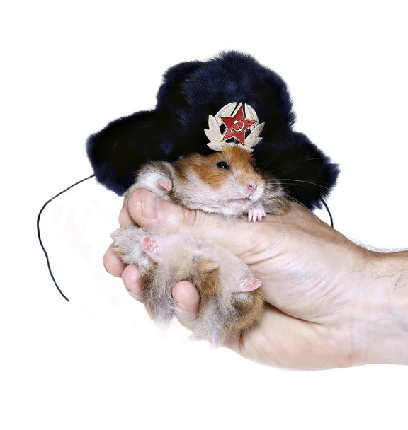 Хом'ячка коричневий в російських національних традиційні хутро капелюх з вухо f - Фото, зображення
