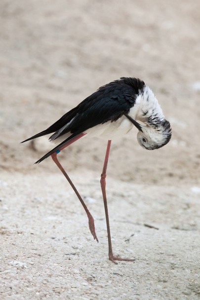 Black-winged stilt (Himantopus himantopus) - Foto, imagen