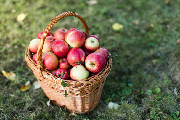 Kosz pełen błyszczące jabłka w ogrodzie - Zdjęcie, obraz