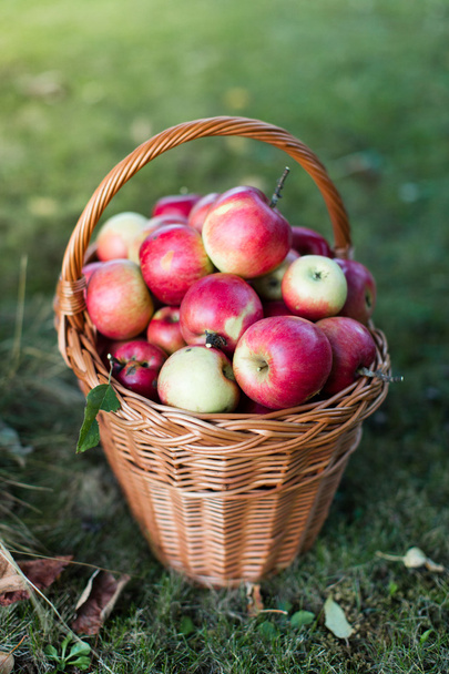 庭で光沢のあるりんごがいっぱい入ったかご - 写真・画像