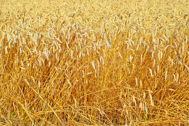 Campo de grãos na paisagem rural
 - Foto, Imagem