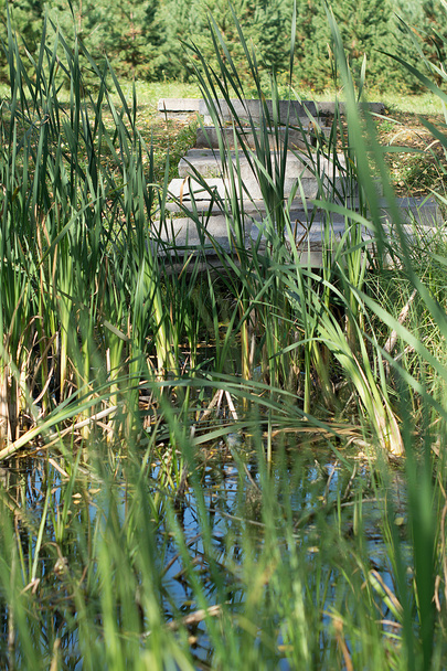 steps to the marsh with the reeds - Photo, Image