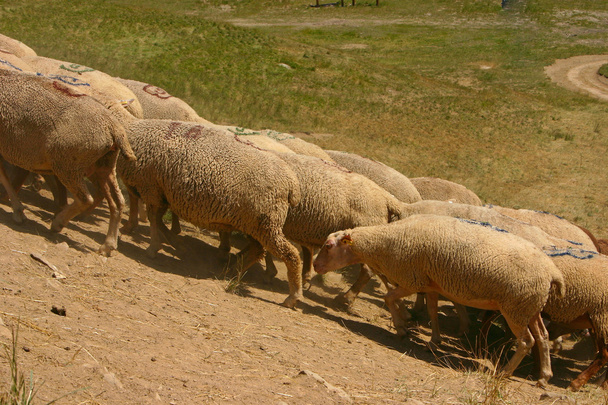 Стая овец - 1
 - Фото, изображение