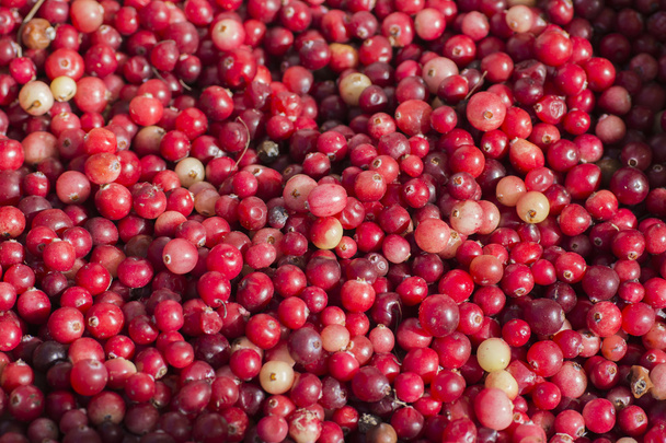 Tasty forest cranberry - Фото, зображення