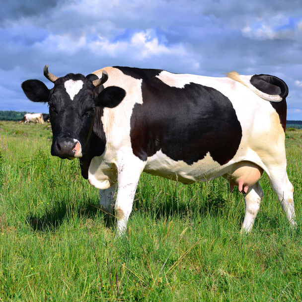 Αγελάδα σε θερινό βοσκότοπο - Φωτογραφία, εικόνα