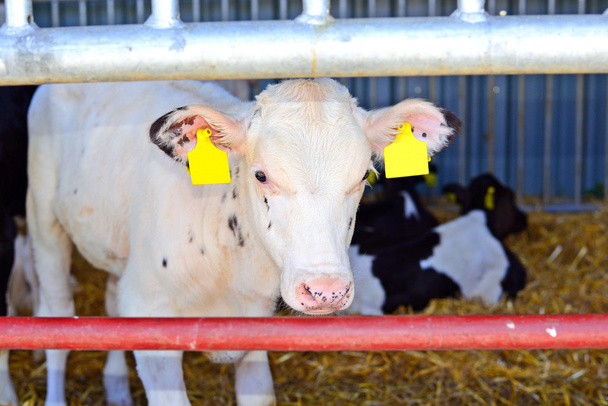 Il contenuto di vacche sotto un baldacchino in fattoria da latte
 - Foto, immagini