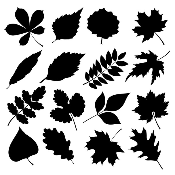 Vector set of black silhouettes of leaves on white background. - Вектор,изображение