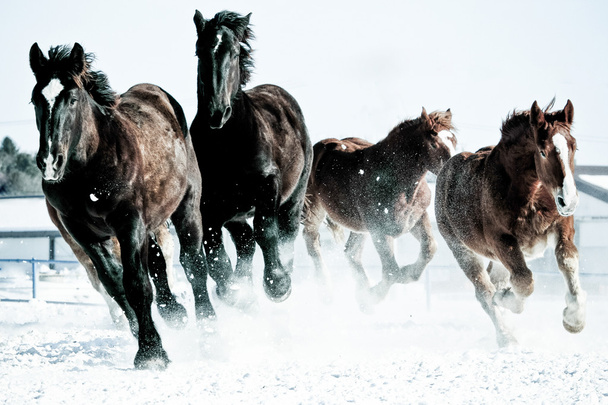 systemem koni w Japonii zima - Zdjęcie, obraz