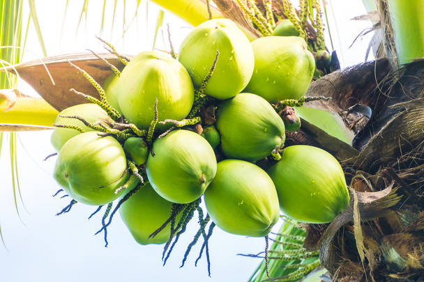 groene kokosnoot vruchten - Foto, afbeelding
