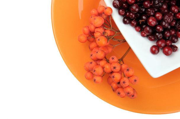 Autumn Still Life. Red juicy ripe viburnum berries and rowan berries lie on a white saucer on a round orange plate. on a white background. view from the top - Photo, Image