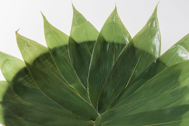 das Bambusblatt, in das ein grünes Blatt heranwächst, wenn es Herbst ist - Foto, Bild