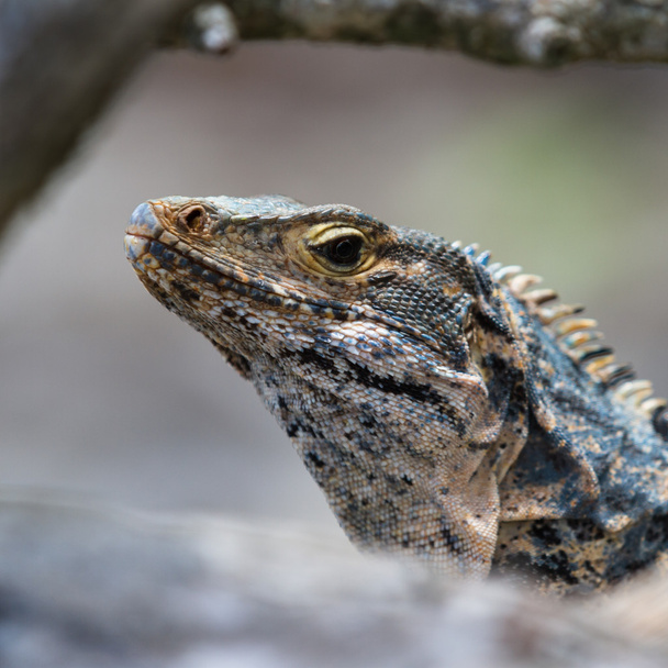 large lizard in Costa Rica  - 写真・画像