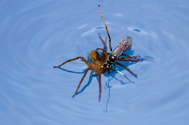 spin doden wasp - Foto, afbeelding