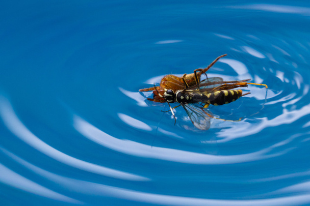 spin doden wasp - Foto, afbeelding