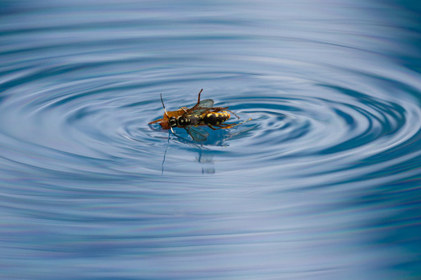 aranha matando vespa
 - Foto, Imagem