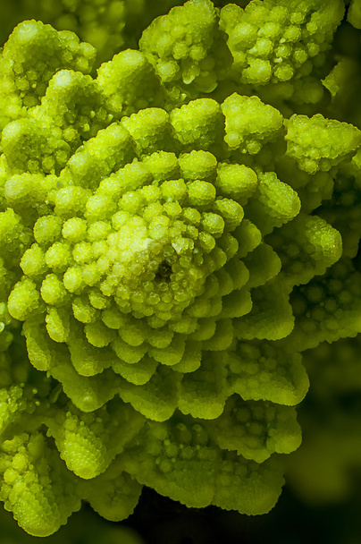 Broccoli romanesco (Brassica oleracea
) - Foto, immagini