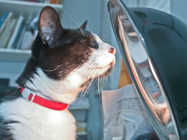 Gato con lámpara solar
 - Foto, imagen