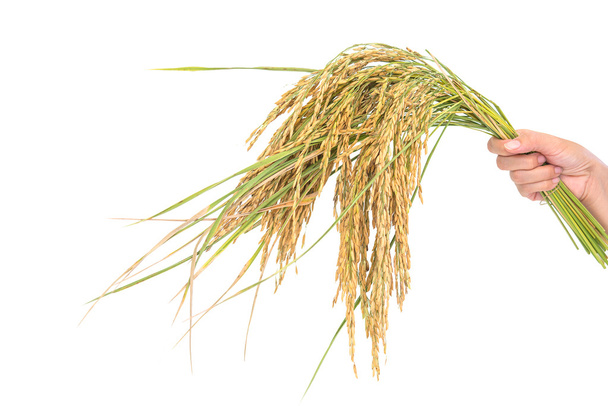 Espinhos de arroz dourado
 - Foto, Imagem