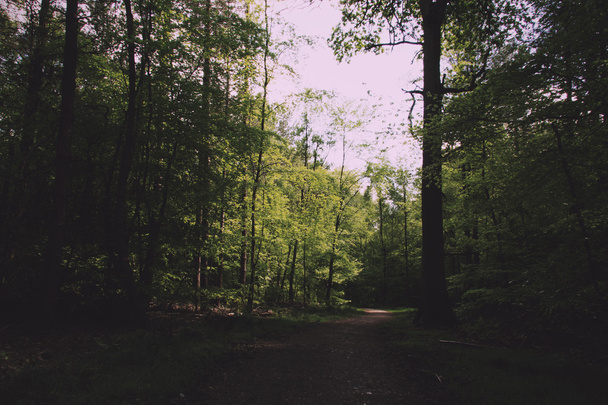 Camminata di campagna con sentiero che si snoda tra gli alberi Vintage Retro F
 - Foto, immagini