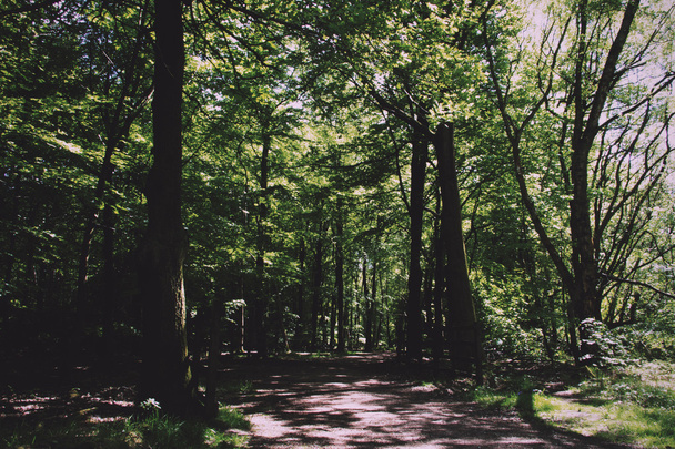 Caminata por el campo con sendero serpenteando entre árboles Vintage Retro F
 - Foto, imagen