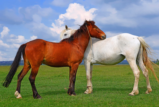 lovak egy nyári legelőn egy vidéki tájon - Fotó, kép