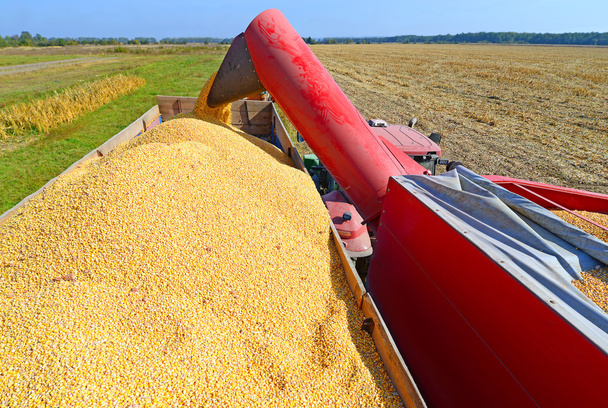 Sobrecarga de maíz de la tolva al vehículo tractor
 - Foto, imagen