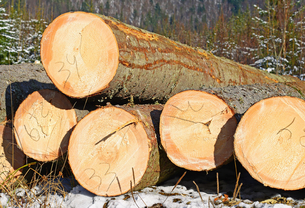 przygotowania i składowania drewna w przemysłowym krajobrazie. - Zdjęcie, obraz
