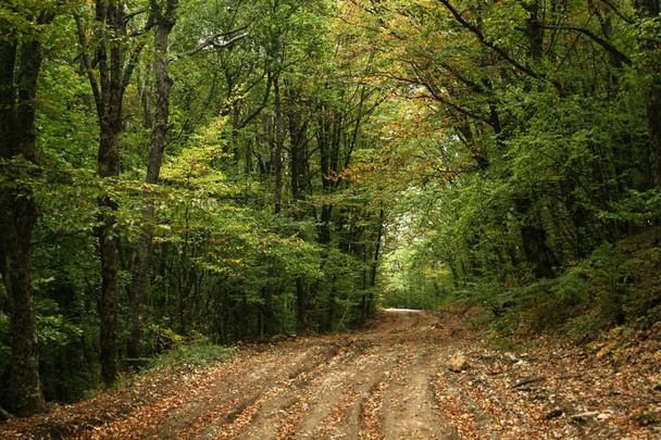 Autumn road - Φωτογραφία, εικόνα