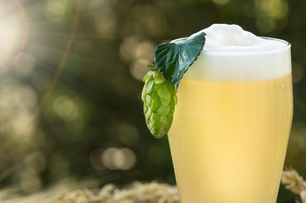 Bier kvas mout hop - Foto, afbeelding