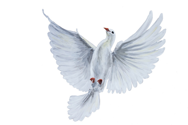 een vrije vliegende witte duif  - Foto, afbeelding
