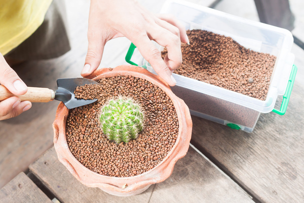 Gardening cactus in pot plants - Photo, Image