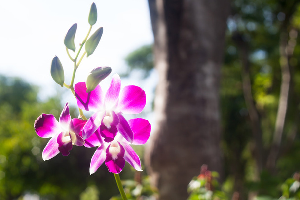 Красивая розовая орхидея в Таиланде
 - Фото, изображение