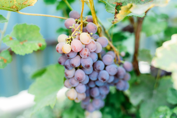 Uva-videira com uvas roxas. Bando de uvas em amadurecimento penduradas
  - Foto, Imagem