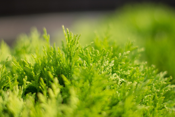 green Bush on wooden background - Foto, Imagen