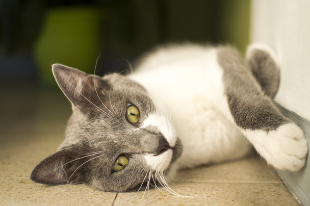 Chat gris adulte couché sur le sol et regardant ailleurs
 - Photo, image