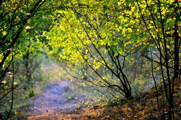 Mooie dag in de herfst bos met zonnestralen - Foto, afbeelding