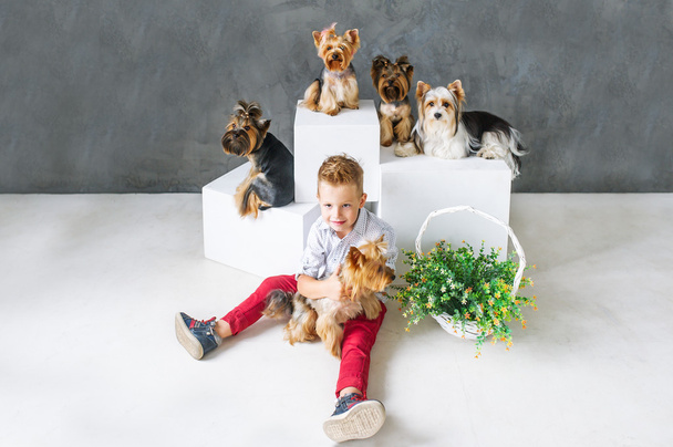 Charmante blonde jongen en vijf kleine Yorkshire terriers. - Foto, afbeelding